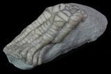 Bargain, Sarocrinus Crinoid Fossil - Crawfordsville, Indiana #68508-2